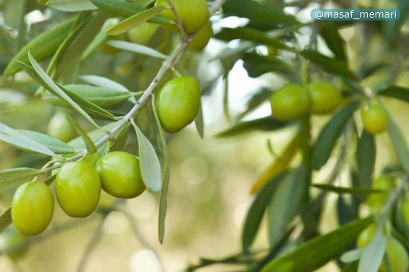 زیتون در خیابانهای رودبار